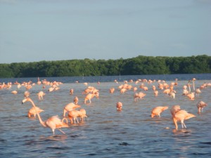 The image shows a large group of flamingos standing and wading in shallow water. The water extends to the horizon, where there is a line of green trees under a clear sky. The flamingos are spread out across the water, with some closer to the foreground and others further away.