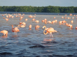 The image shows a large group of flamingos standing and wading in shallow water. The water appears to be part of a lake or lagoon, with a dense green forest visible in the background. The flamingos are mostly pink in color and are scattered across the water, some with their heads down, possibly feeding. The sky above is clear with a hint of blue.