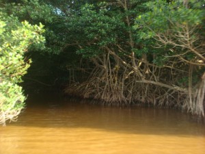 The image shows a dense mangrove forest with trees that have exposed roots extending into a body of brownish water. The water appears calm, and the trees are lush with green foliage. The scene is shaded, suggesting it is taken under the canopy of the mangrove trees.