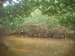 The image shows a dense mangrove forest with trees and their roots extending into a muddy, shallow body of water. The water is brownish, likely due to the sediment and organic matter from the mangroves. The scene is lush with greenery, and the dense foliage creates a canopy overhead. The area appears to be a natural, undisturbed wetland environment.