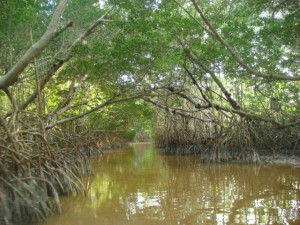 The image shows a dense mangrove forest with trees arching over a narrow waterway. The water is brown and calm, reflecting the surrounding greenery. The mangrove roots are visible, extending into the water, creating a tunnel-like effect with the tree canopy above. The scene is serene and natural, with abundant vegetation.