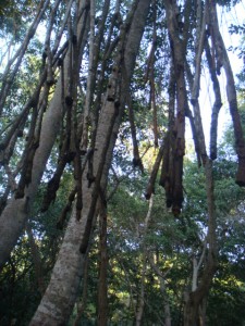 The image shows a dense forest with several tall trees. Some of the trees have long, hanging aerial roots or vines extending from their branches. The background is filled with lush green foliage, and sunlight is filtering through the leaves, creating a serene and natural atmosphere.