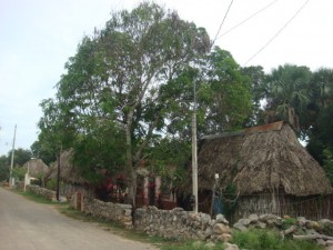 A rural scene featuring a dirt road on the left side and a row of traditional thatched-roof houses on the right. The houses are surrounded by a stone wall, and there are several trees with green foliage in the area. The sky is overcast, and there are power lines running above the houses.