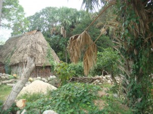 The image shows a rustic scene with a thatched-roof hut surrounded by lush greenery. There are various plants and trees, including a palm tree with drooping fronds in the foreground. The area appears to be overgrown with vegetation, and there are some rocks and a pile of sand or dirt near the hut. The setting looks like a rural or tropical environment.