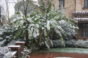 The image shows a garden scene with a banana plant covered in a light layer of snow. The surrounding area, including bushes and a brick pathway, is also dusted with snow. In the background, there is a house with a stone exterior and a tiled roof. The overall scene appears to be a mix of tropical and winter elements.