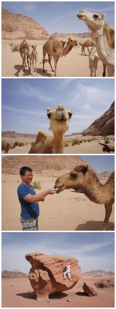 Alt text: A series of four images in a desert setting. The first image shows a group of camels standing together with rocky hills in the background. The second image is a close-up of a camel's face looking directly at the camera. The third image shows a man in a blue shirt feeding a camel. The fourth image depicts a person sitting on a large, uniquely shaped rock formation in the desert.