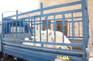 The image shows a blue truck with a wooden railing on its bed, transporting several white camels. The camels are standing close together inside the truck. The background includes a stone building.