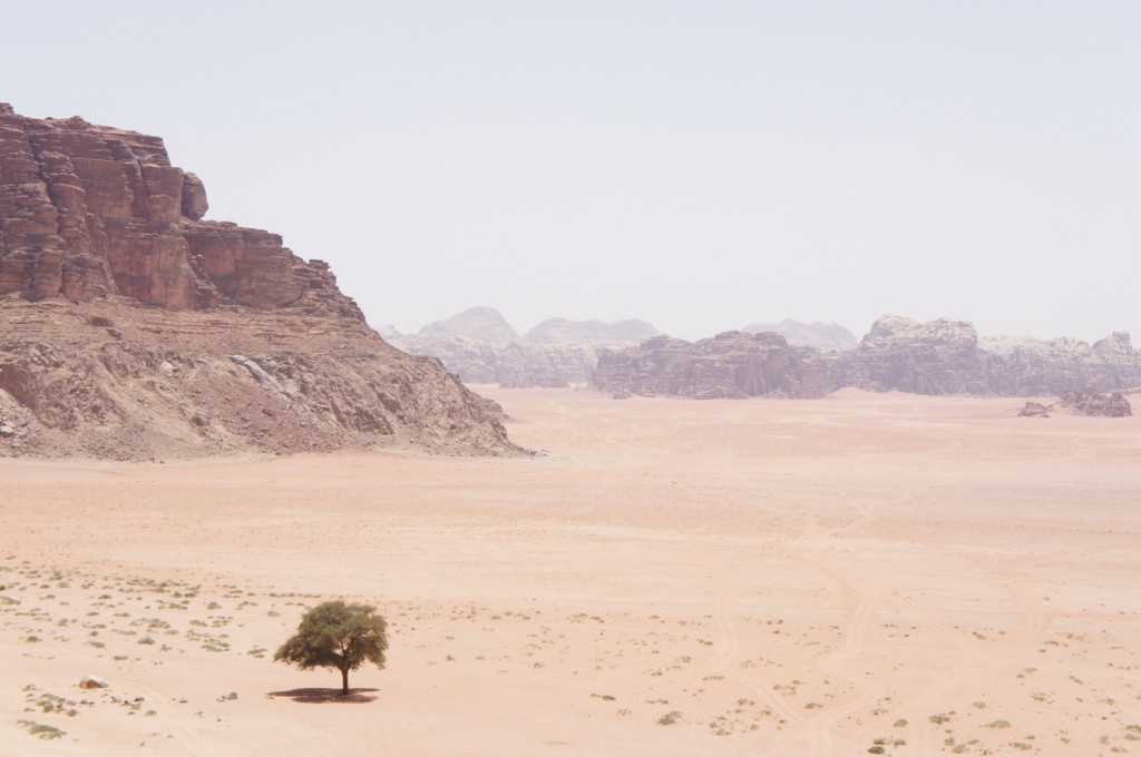 A vast desert landscape with rocky cliffs on the left side and distant mountains in the background. In the foreground, there is a solitary tree standing on the sandy terrain, with sparse vegetation scattered around. The sky is clear and bright, indicating a sunny day.