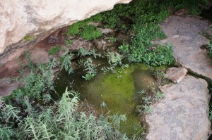 A small natural spring surrounded by rocks and green vegetation. The water is clear and there is some green algae or moss growing in and around the water. The area appears to be shaded by an overhanging rock.