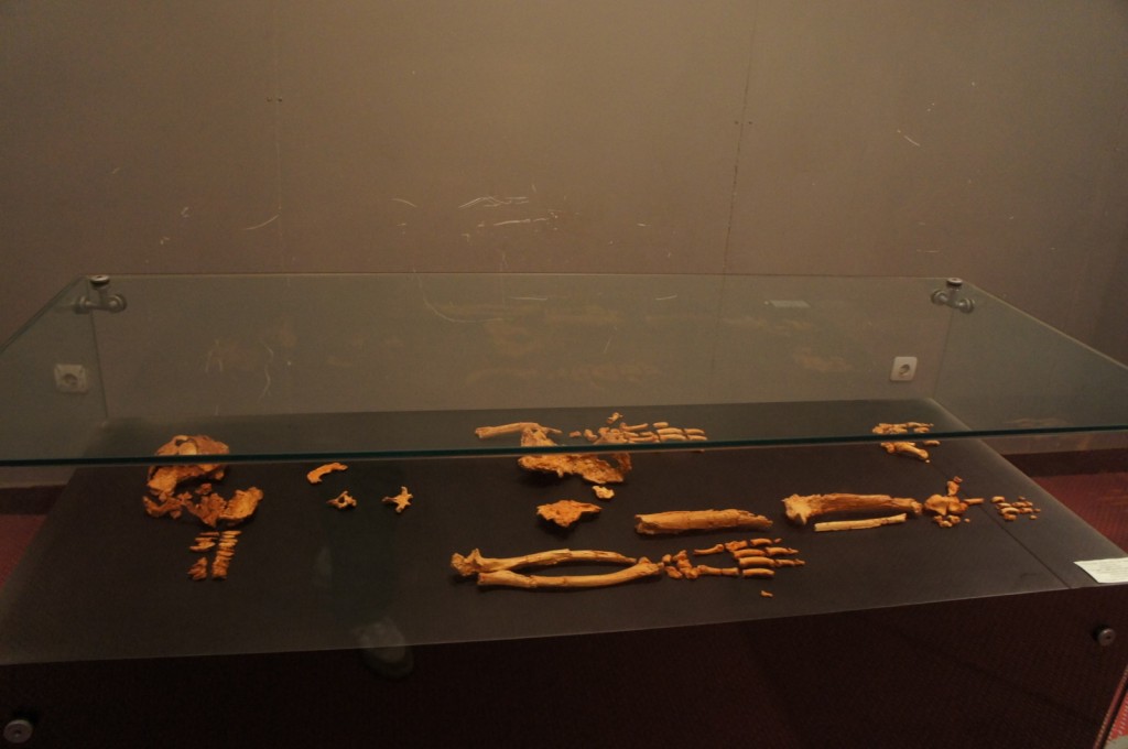 Alt text: A display case in a museum containing various ancient bone fragments arranged on a black surface. The case is made of glass and is situated in a dimly lit room with plain walls. The bones appear to be part of an archaeological exhibit.