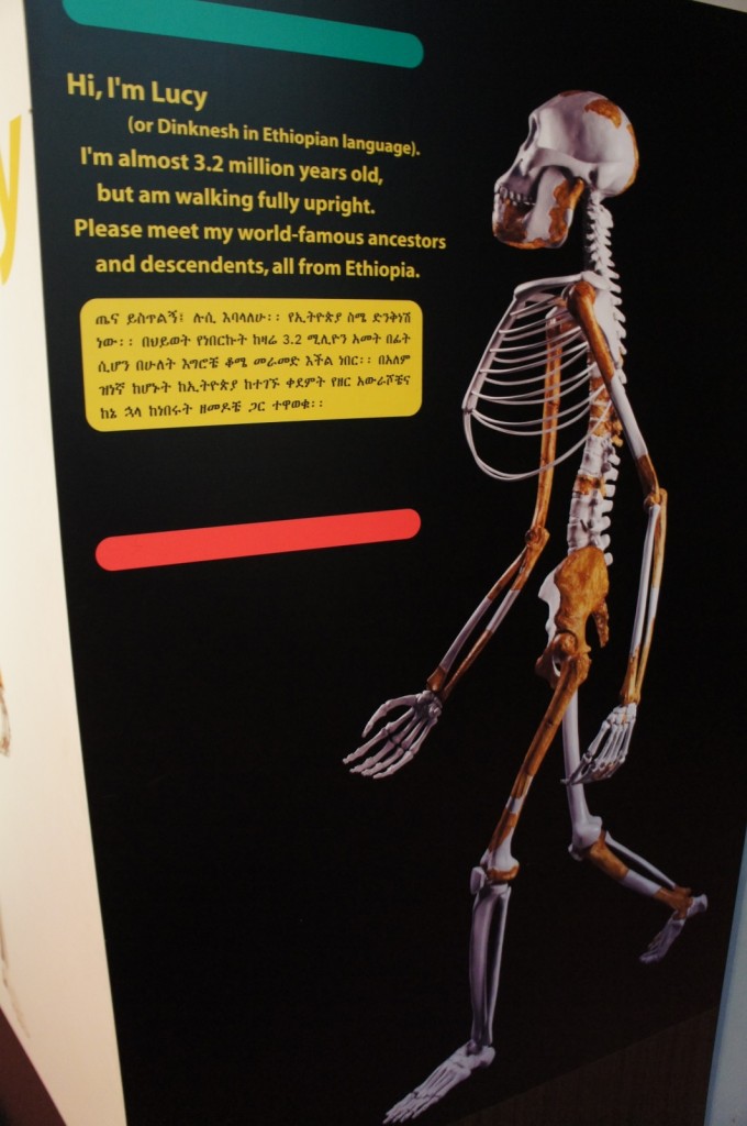 The image shows an exhibit display featuring a skeletal reconstruction of "Lucy," a famous Australopithecus afarensis fossil. The display includes text in English and another language (likely Amharic) that introduces Lucy, stating:
"Hi, I'm Lucy (or Dinknesh in Ethiopian language). I'm almost 3.2 million years old, but am walking fully upright. Please meet my world-famous ancestors and descendants, all from Ethiopia."
The skeletal reconstruction is positioned to the right of the text, showing a side view of the skeleton in an upright walking posture. The background of the display is dark, which makes the text and the skeleton stand out prominently.