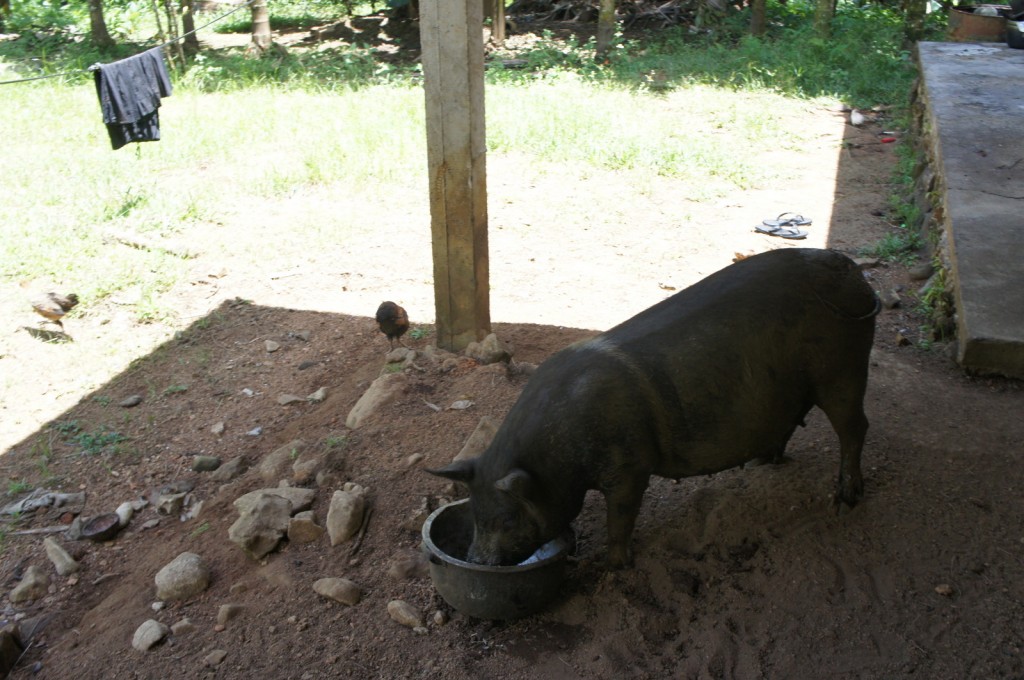 A large black pig is eating from a bowl on a dirt ground. The scene is outdoors, with a grassy area in the background. There is a wooden post in the middle of the image, and a clothesline with black clothing hanging on it to the left. A chicken is also visible in the background, walking on the grass. To the right, there is a concrete slab or step. The area appears to be part of a rural or farm setting.