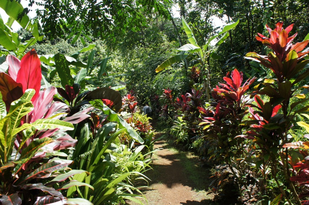 The image shows a lush, tropical garden with a narrow dirt path winding through it. The garden is filled with a variety of vibrant plants, including large green leaves and plants with striking red and pink foliage. The dense greenery creates a canopy overhead, allowing dappled sunlight to filter through. The path is surrounded by an abundance of different plant species, creating a rich and colorful natural environment.