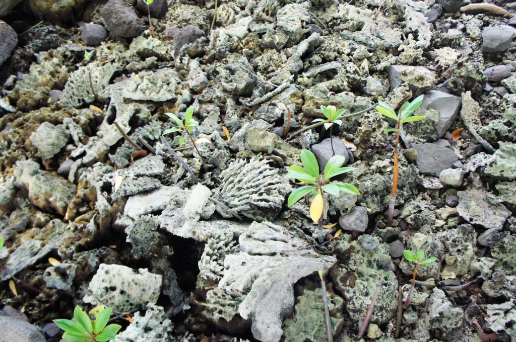The image shows a rocky terrain with scattered pieces of coral and small rocks. Among the rocks and coral, there are several young green plants with broad leaves sprouting from the ground. The plants appear to be growing in a natural, rugged environment.