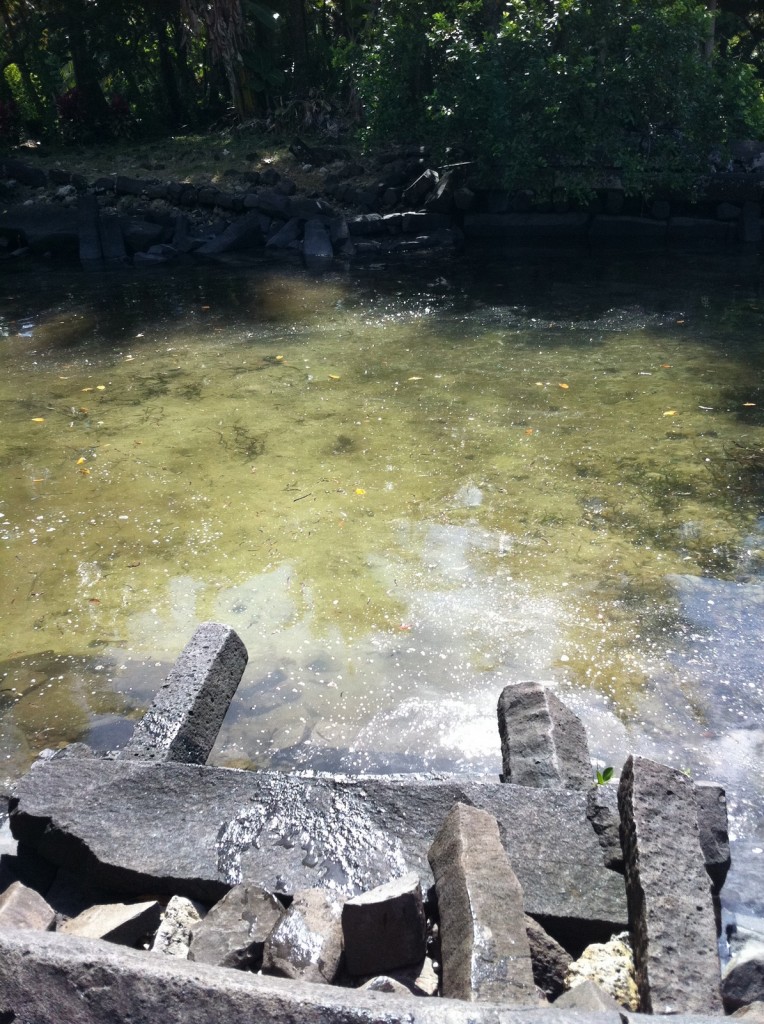 The image shows a shallow, clear body of water with a rocky shoreline. The water is reflecting sunlight, creating a sparkling effect. There are various rocks and stones along the edge of the water, some of which are partially submerged. In the background, there is dense green foliage, including trees and bushes, providing a natural and serene setting.