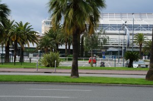 a palm trees and a road