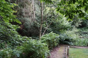 a path in a forest