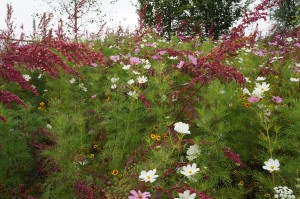 a field of flowers and plants