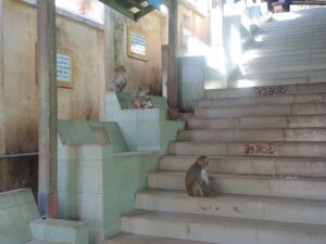 a monkey sitting on a staircase