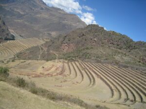 a field with rows of crops