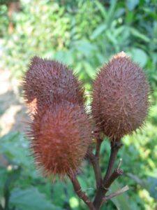 a close-up of a plant