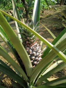 a pineapple growing in a plant