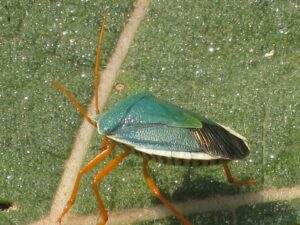 a bug on a leaf