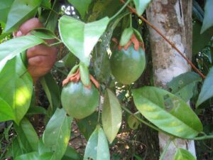 a close-up of a fruit on a tree