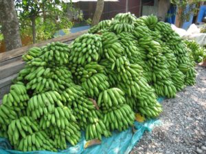 a bunch of green bananas