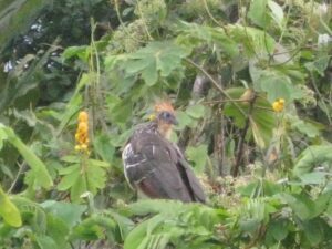 a bird in a tree