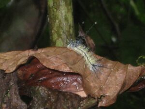 a caterpillar on a leaf