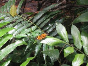 a butterfly on a leaf
