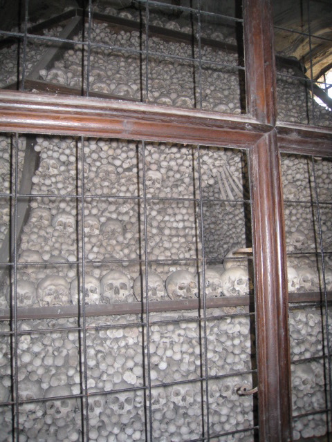 a group of skulls in a room