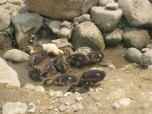 a group of ducks in a puddle of water