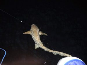 a shark swimming in the water