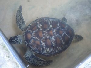 a turtle in a tank