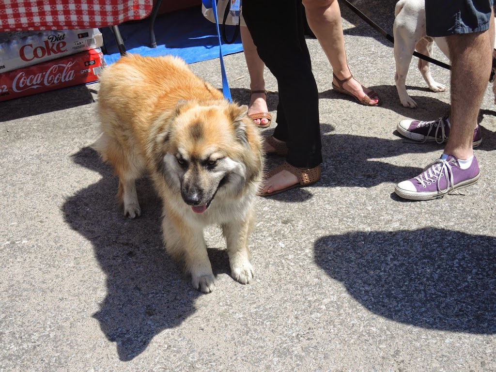 a dog standing on a sidewalk
