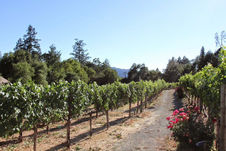 a path with rows of vines and flowers