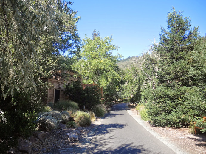 a road with trees and a house