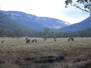 a group of kangaroos in a field