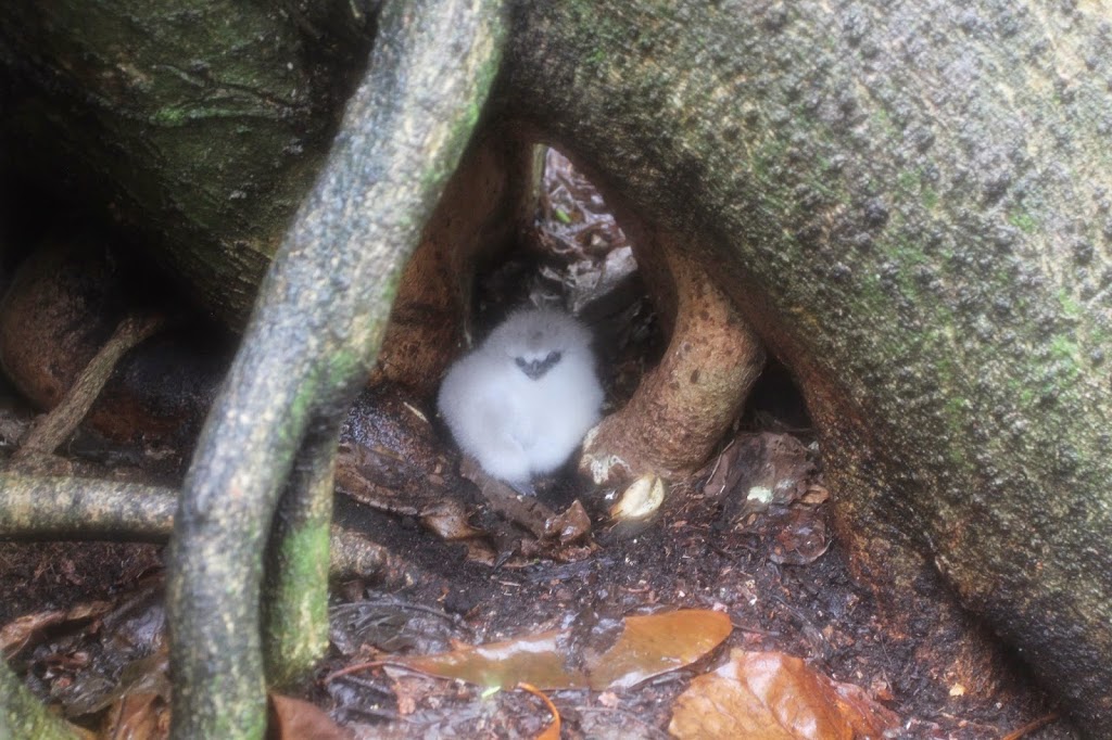 a small white animal in a hole in the ground