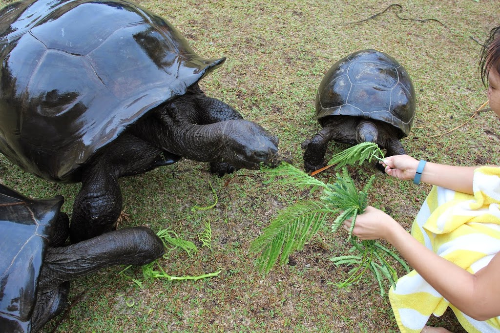 a couple of turtles eating leaves