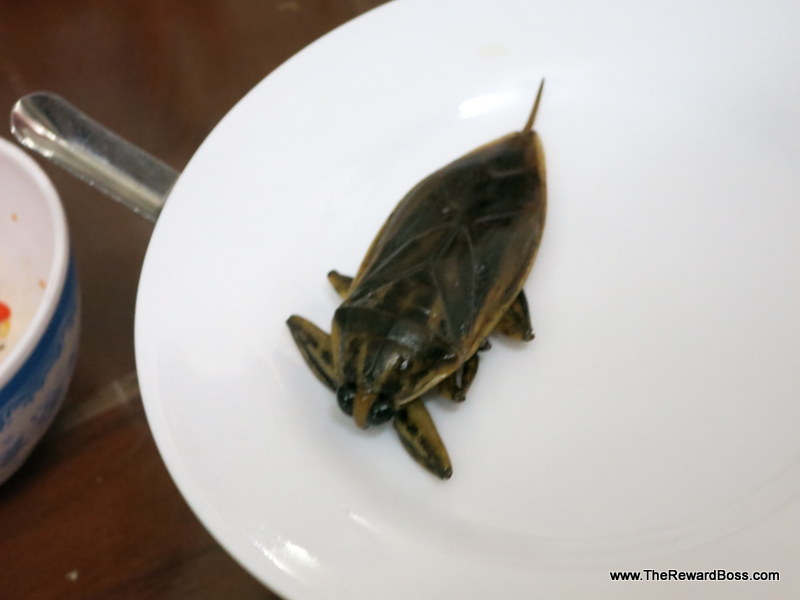 Water Bug - Belostomatid Food Tour