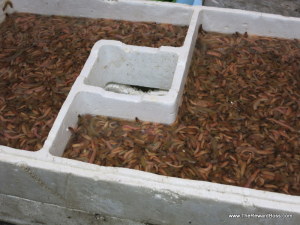 worm container - Hanoi Street Food Tour