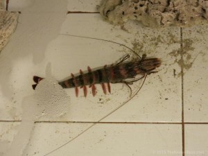 Langkawi Restaurant - Shin Mi Seafood Village