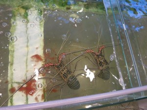 Langkawi Restaurant - Shin Mi Seafood Village