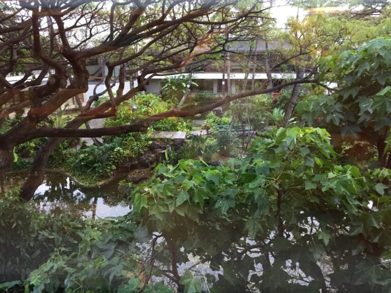 a tree with many leaves and a pond