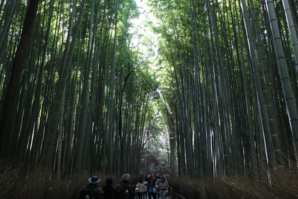 kyoto bamboo forest 2