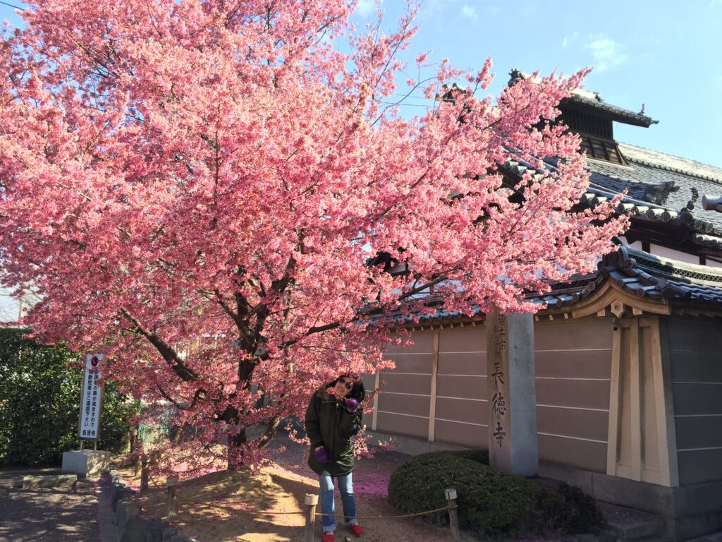 kyoto cherry blossom