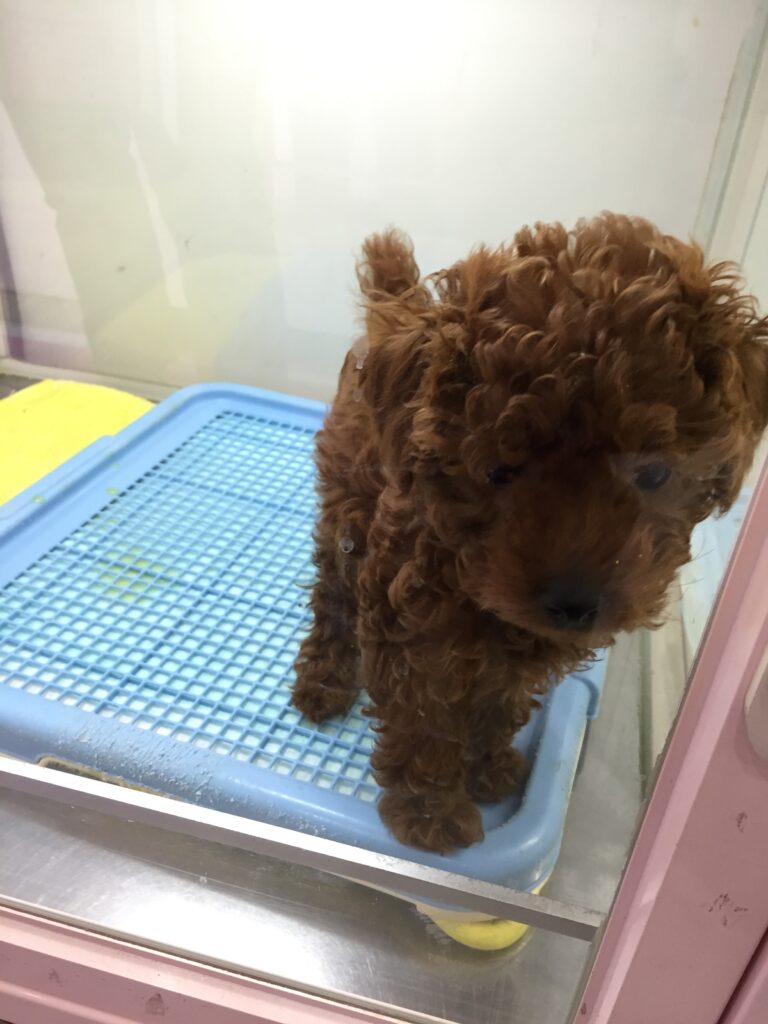 tokyo pet store 2